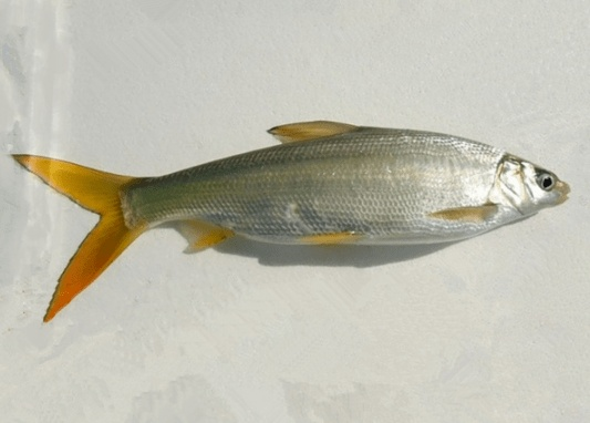 南通黄冲长尾关键词有什么 南通黄冲长尾关键词有什么