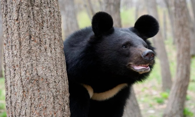 临沂市黑熊哥的长尾关键词有什么 临沂市黑熊哥的长尾关键词有什么