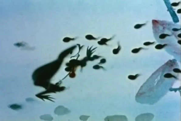 小蝌蚪找妈妈电影长尾关键词集合 小蝌蚪找妈妈电影长尾关键词集合