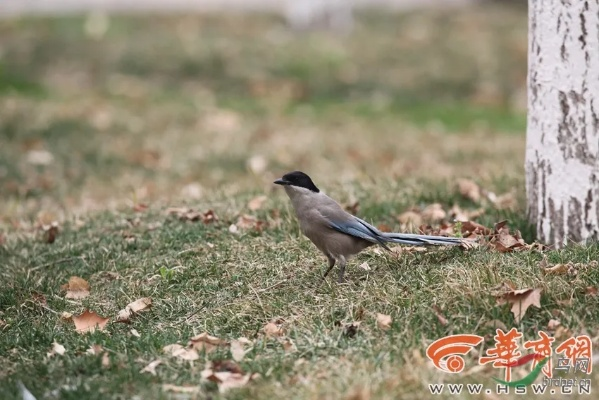 西安市鸟是什么 西安市鸟是什么