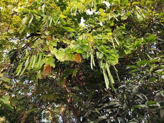 这颗是什么树啊!长那么多那个一片片,跟那个荷兰豆一样能吃吗? 这颗是什么树啊!长那么多那个一片片,跟那个荷兰豆一样能吃吗?