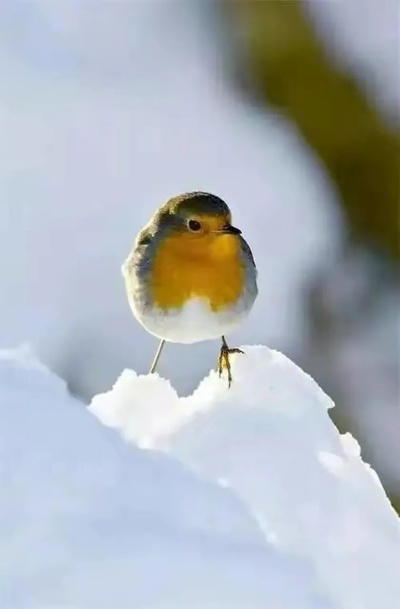 雪飞:冬日里的精灵,为平凡生活注入浪漫与治愈 雪飞:冬日里的精灵,为平凡生活注入浪漫与治愈