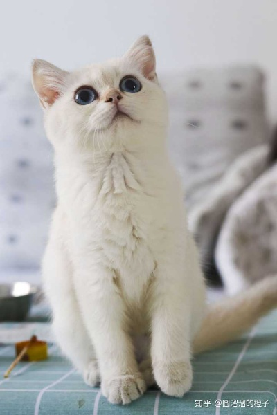 成都市哪里卖猫的多一点 成都市哪里卖猫的多一点