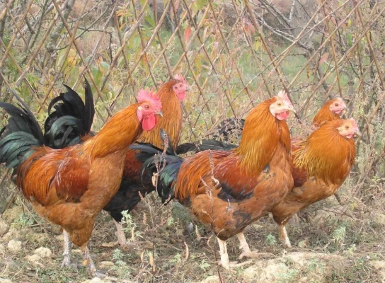 临沂市山窝窝老公鸡的长尾关键词有哪些 临沂市山窝窝老公鸡的长尾关键词有哪些