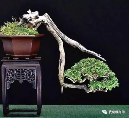 盆景拍卖网站的长尾关键词有哪些 盆景拍卖网站的长尾关键词有哪些