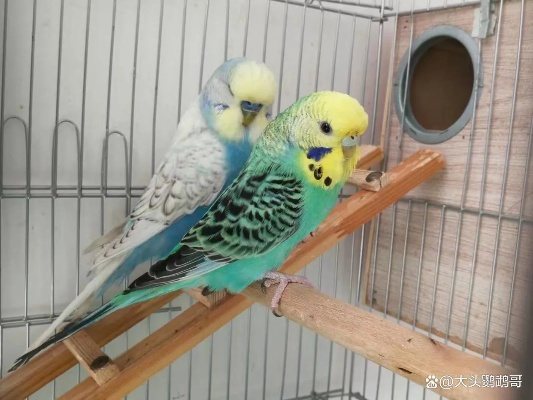 河南购买虎皮的相关长尾关键词有哪些 河南购买虎皮的相关长尾关键词有哪些