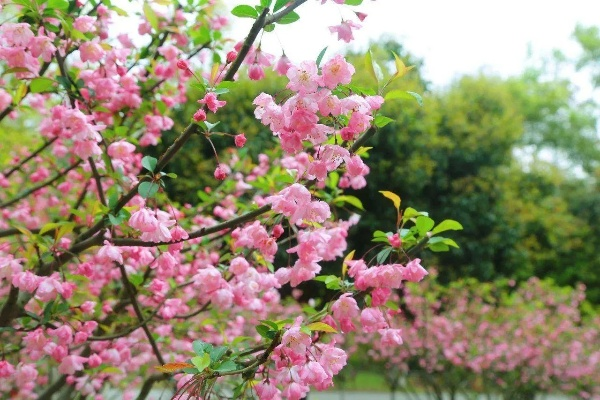 长沙盛海棠相关长尾关键词有哪些 长沙盛海棠相关长尾关键词有哪些