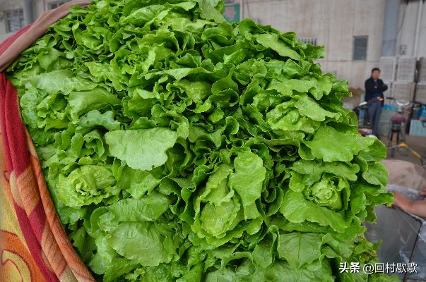 石家庄市春季种植什么菜 石家庄市春季种植什么菜