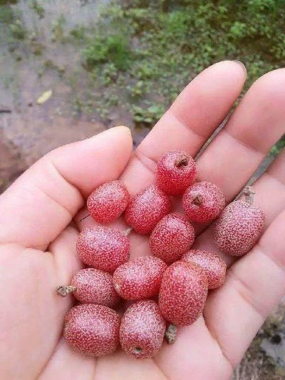 河南路边的小水果叫什么 河南路边的小水果叫什么