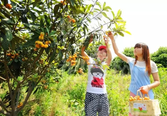 桂林市附近采摘园有哪些 桂林市附近采摘园有哪些