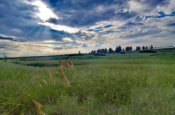 合肥的青青草原相关长尾关键词有哪些 合肥的青青草原相关长尾关键词有哪些