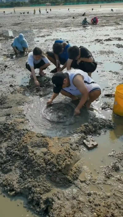 厦门哪里赶海挖花甲最大? 厦门哪里赶海挖花甲最大?