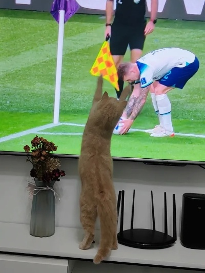 猫咪版世界杯:一场关于友谊与运动的盛宴 猫咪版世界杯:一场关于友谊与运动的盛宴