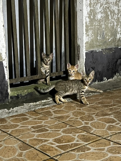 桂林市哪里猫多一点 桂林市哪里猫多一点