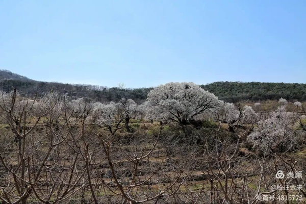 大连市杏树屯有什么村子 大连市杏树屯有什么村子