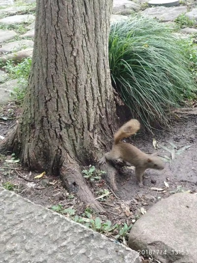 杭州最长见的是什么松鼠? 杭州最长见的是什么松鼠?