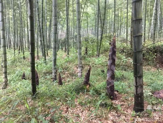 河南哪个地区长竹笋 河南哪个地区长竹笋